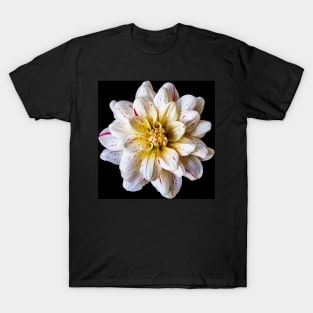 Picasso Dahlia on Black T-Shirt